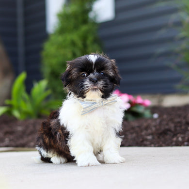 Theo - Available 7/2