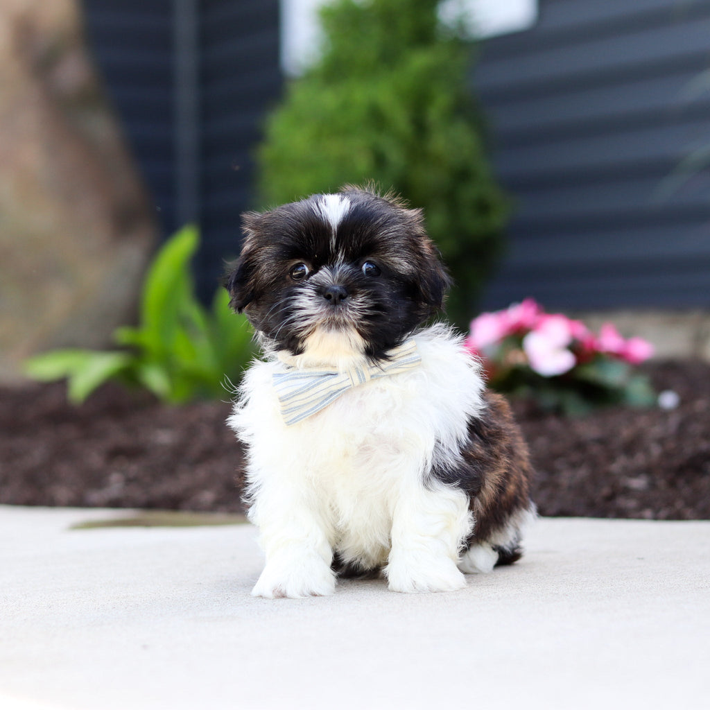 Theo - Available 7/2