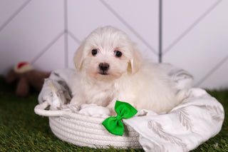 Vader - Available 2/5