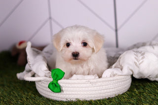 Vader - Available 2/5