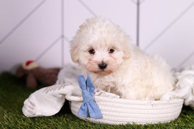 Jager - Available 2/4