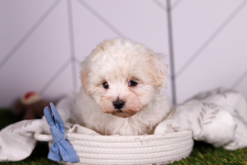 Jager - Available 2/4