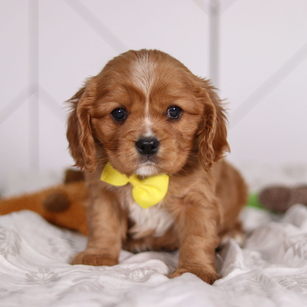 Frito - Available 2/4