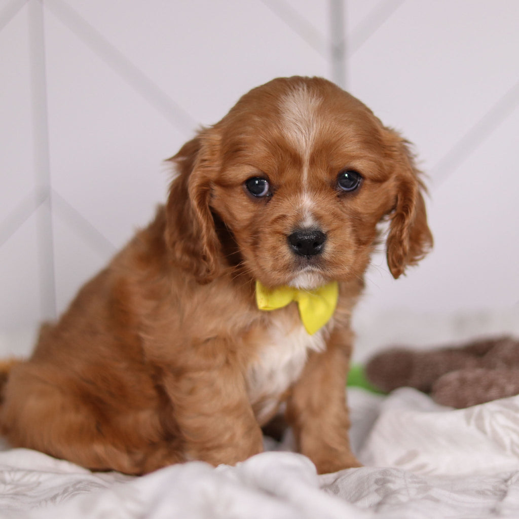 Frito - Available 2/4