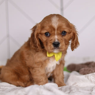 Frito - Available 2/4