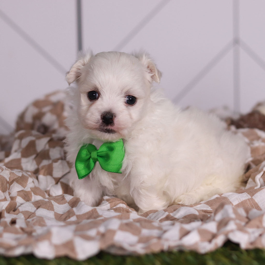 Hoops - Available 2/11