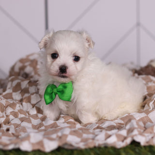 Hoops - Available 2/11