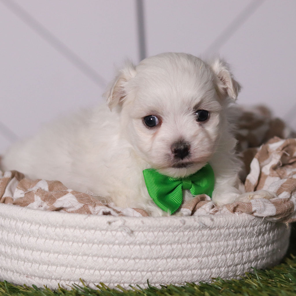 Hoops - Available 2/11