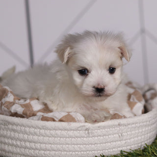 Marbles - Available 2/11