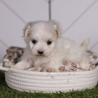 Marbles - Available 2/11