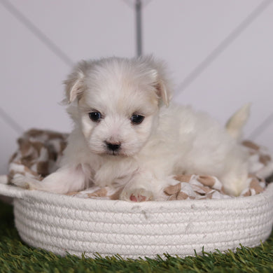 Marbles - Available 2/11