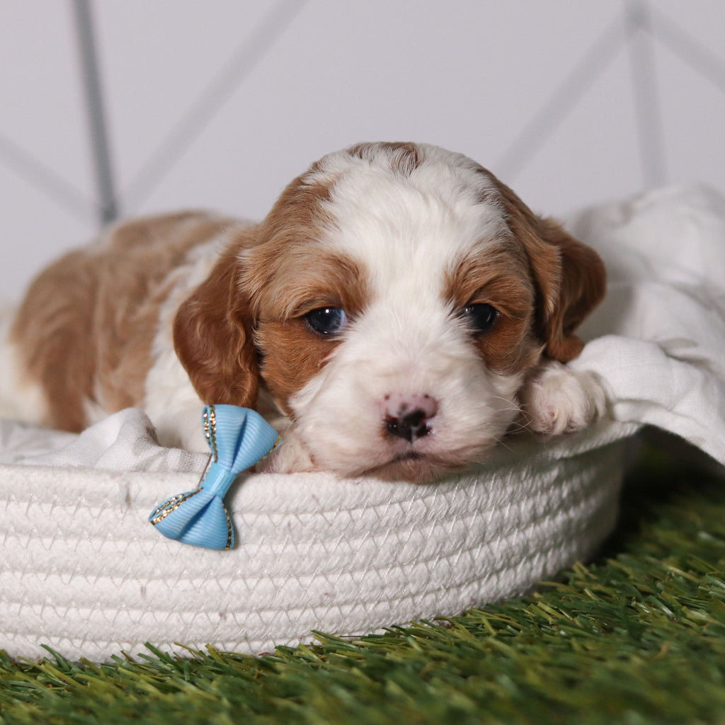 Ryan - Available 2/18