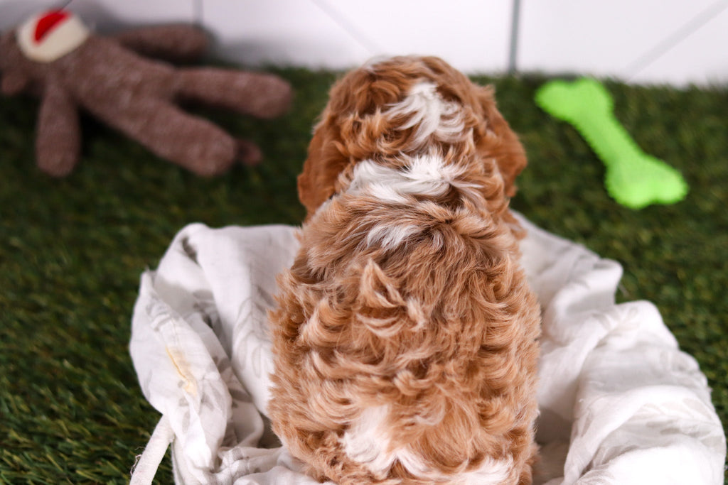 Ryan - Available 2/18