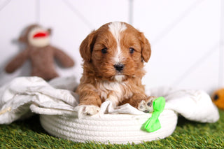 Monty - Available 2/26