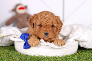 Mills - Available 2/26