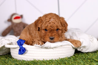 Mills - Available 2/26