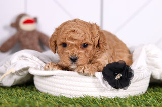 Marty - Available 2/26