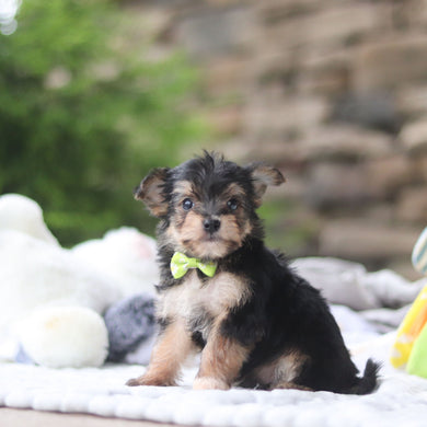 Marco - Available 8/27