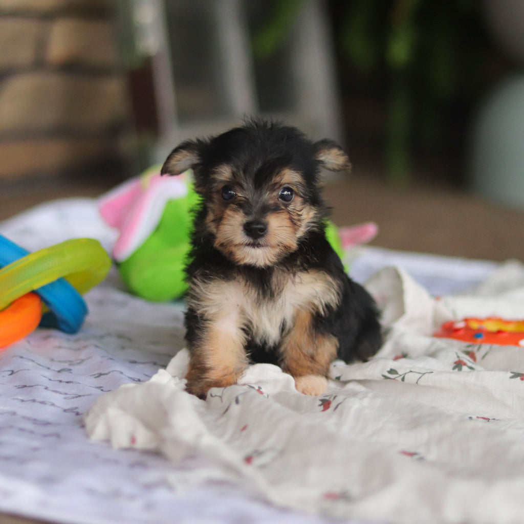 Marco - Available 8/27