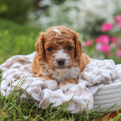Otis - Available 8/20