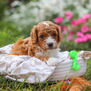 Otis - Available 8/20