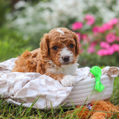 Otis - Available 8/20
