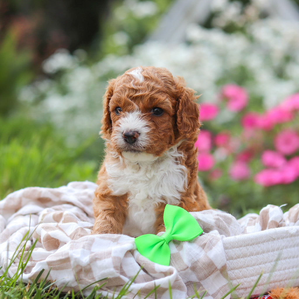 Otis - Available 8/20