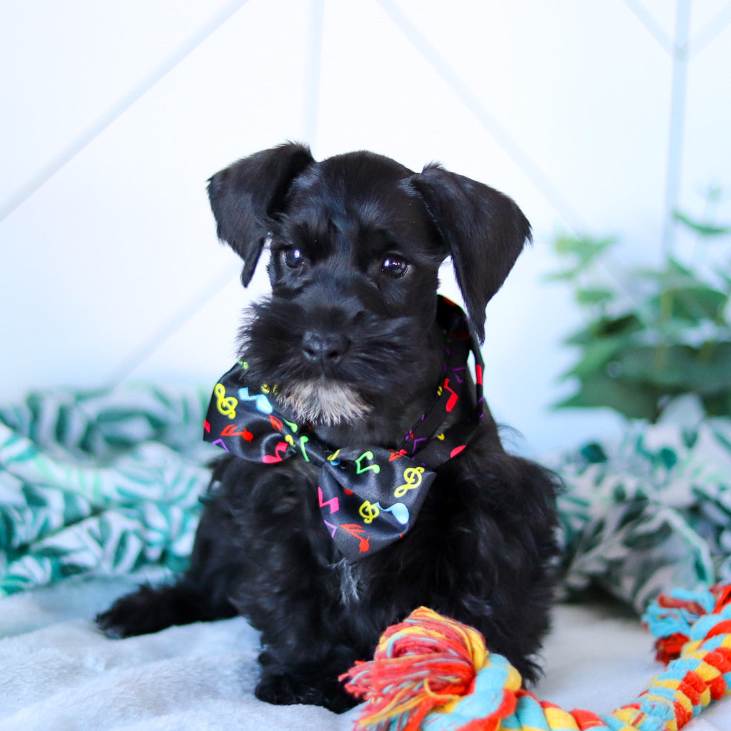 Zest - Available Now