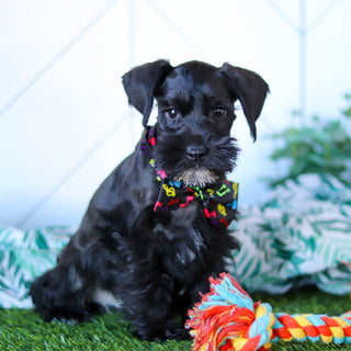 Zest - Available Now