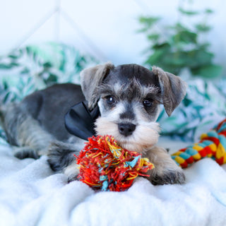 Rizzo - Available Now