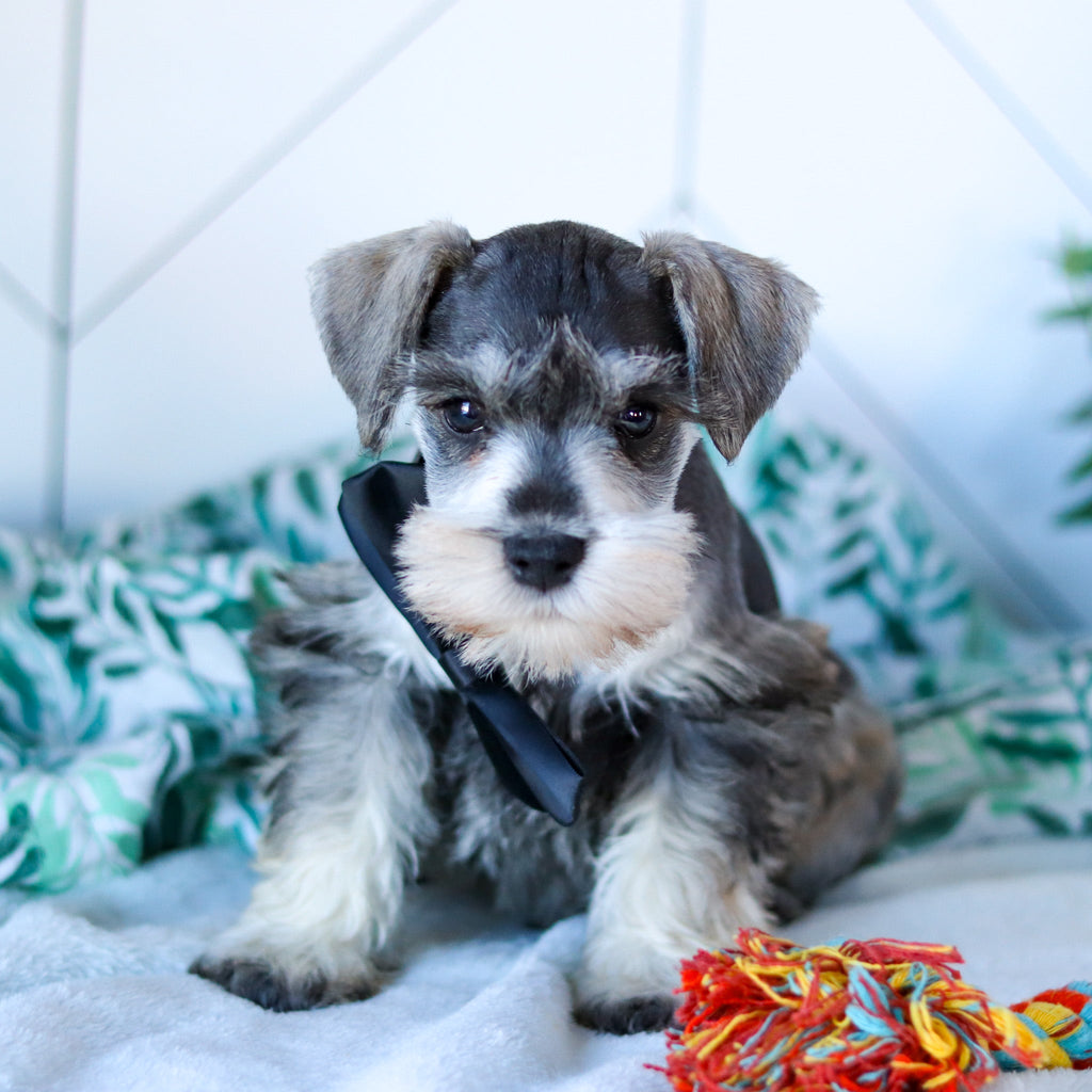 Rizzo - Available Now