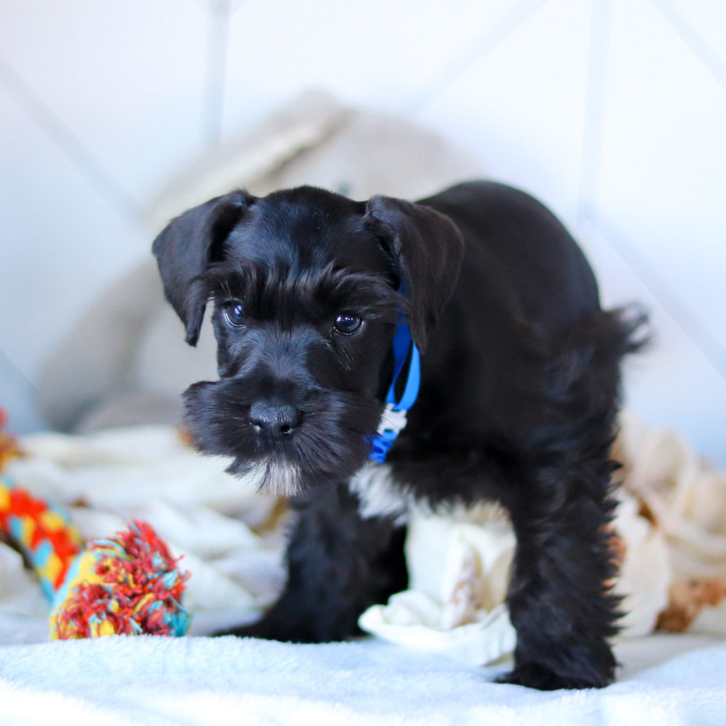 Kennedy - Available Now