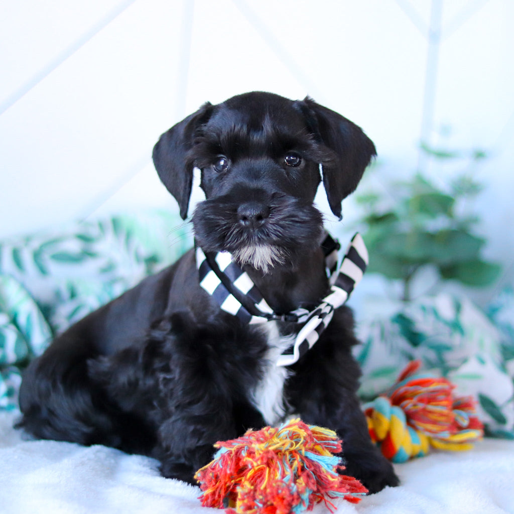 Cadet - Available Now