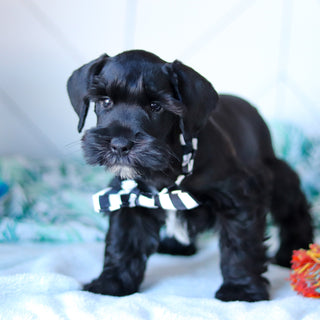 Cadet - Available Now