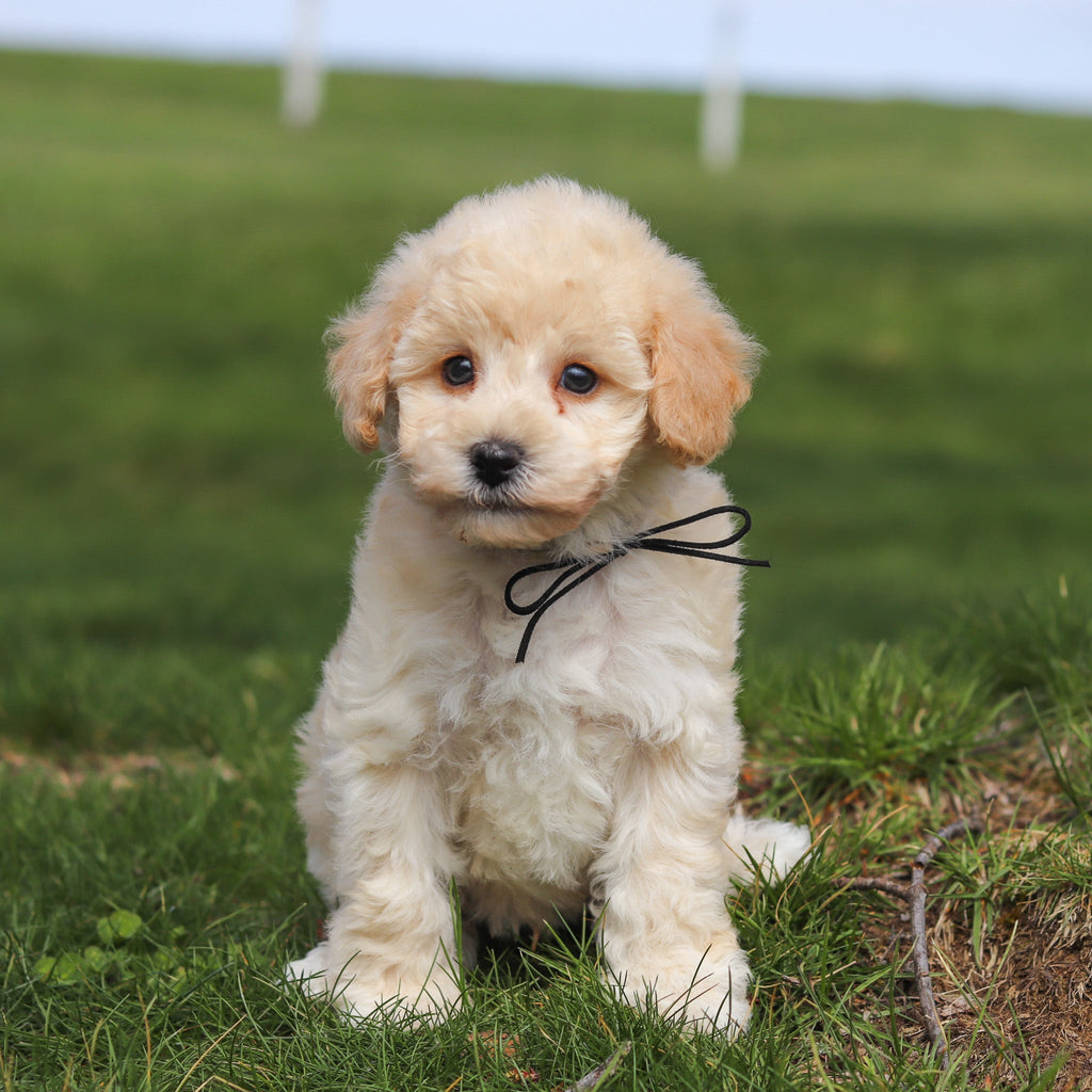 Tucker - Available Now