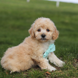Tator - Available Now