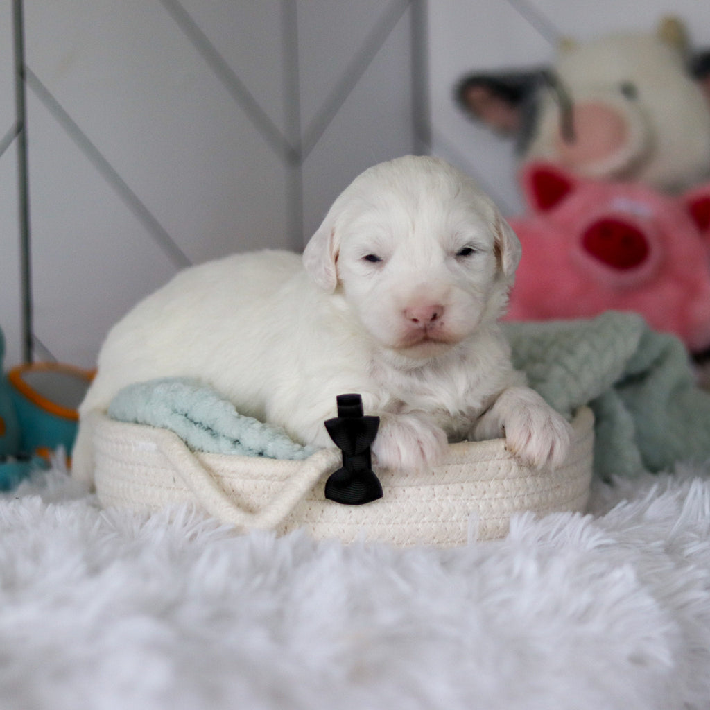 Spud - Available 5/28
