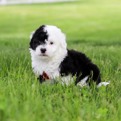 Snoop - Available 5/28