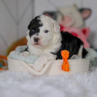 Snoop - Available 5/28