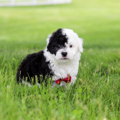 Snoop - Available 5/28