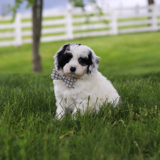 Watson - Available Now