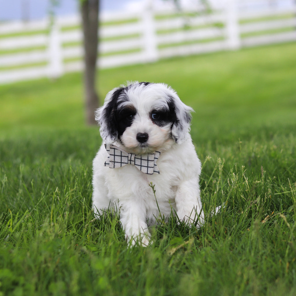 Watson - Available Now