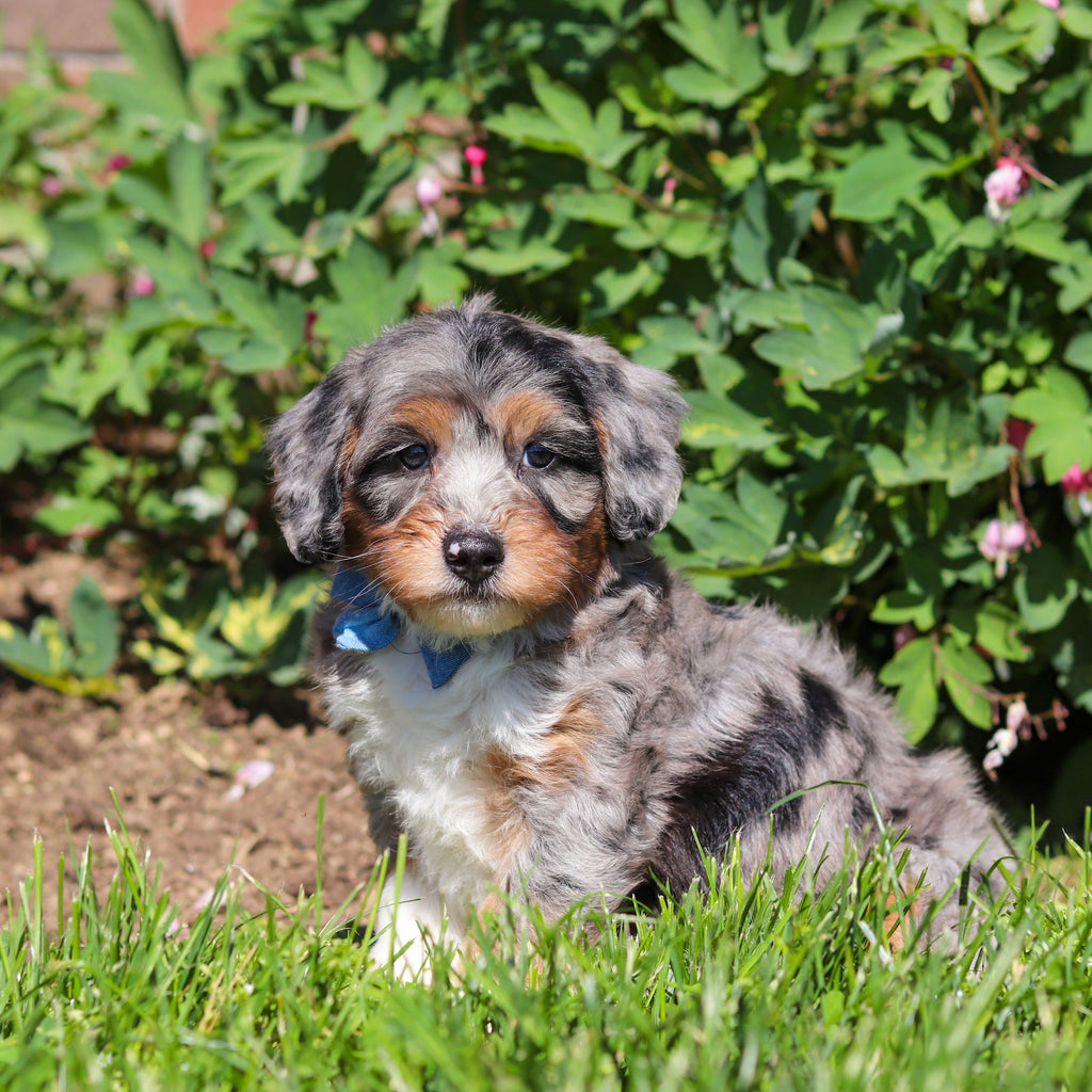 Rondo - Available 6/18