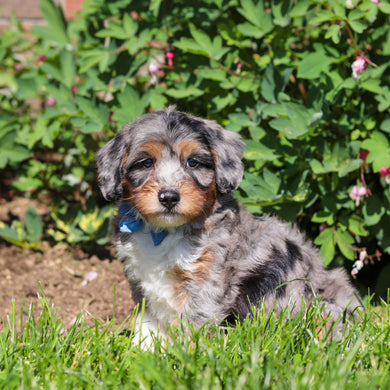 Rondo - Available 6/18