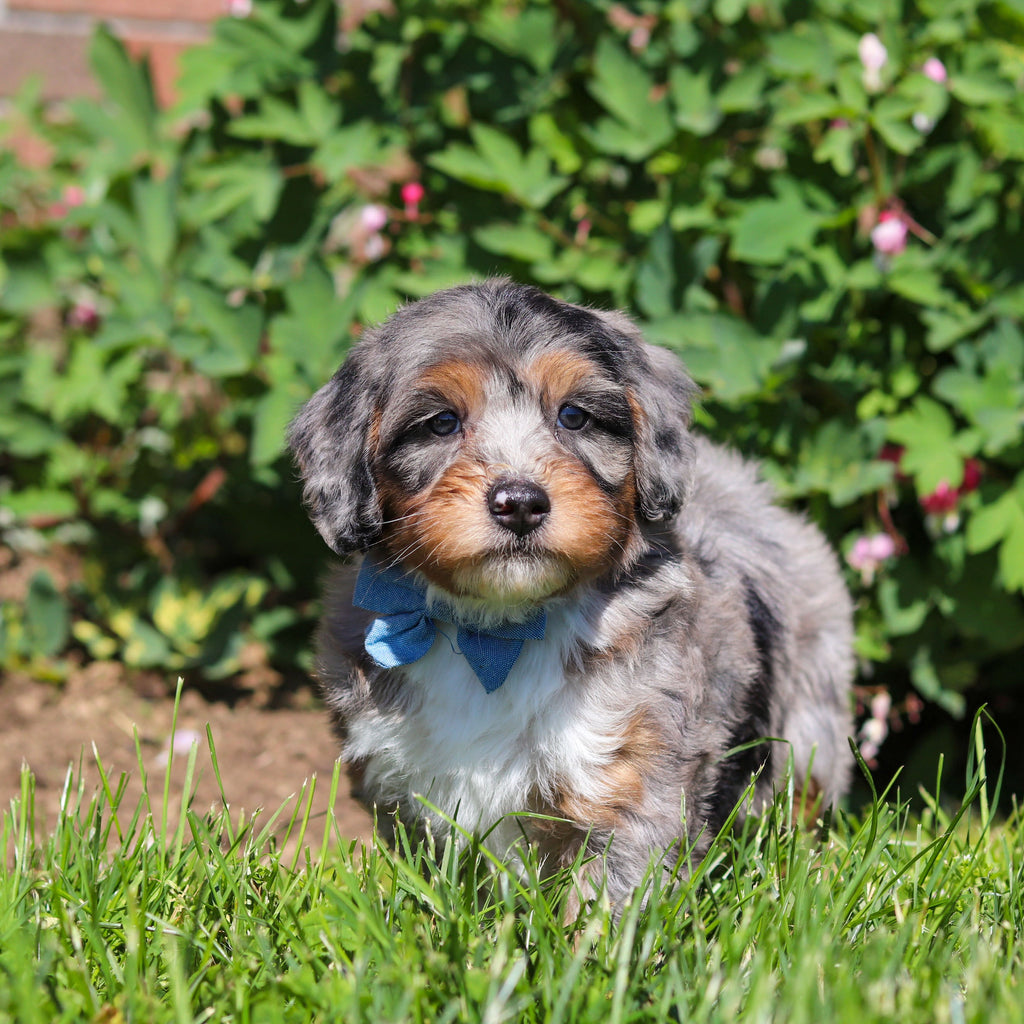 Rondo - Available 6/18