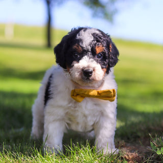 Rooster - Available 6/18