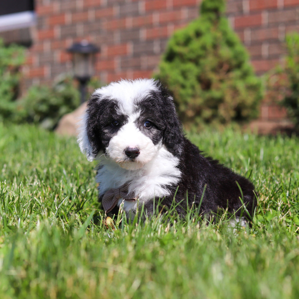 Aston - Available 6/18