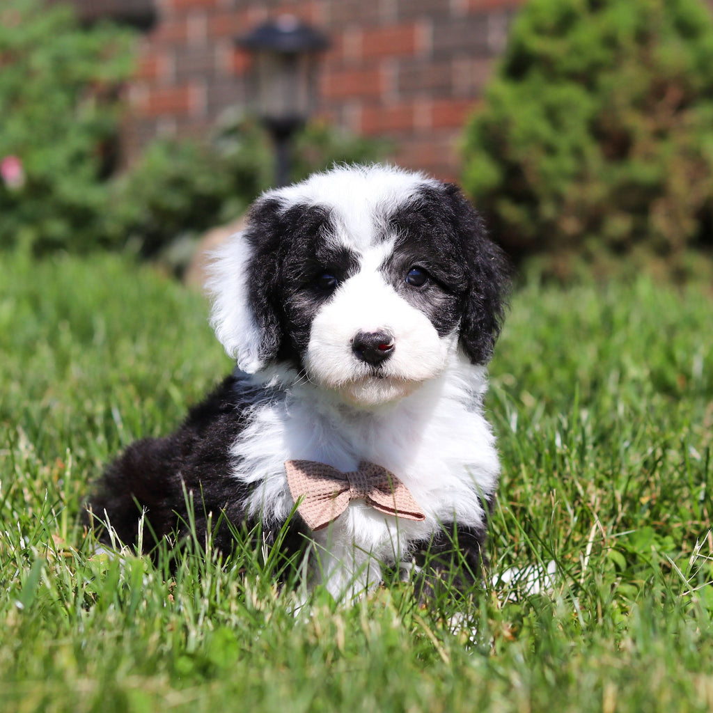 Aston - Available 6/18