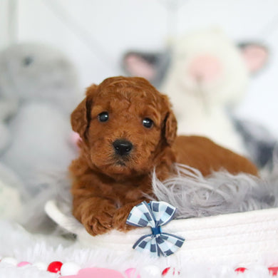Lochlan - Available 7/2