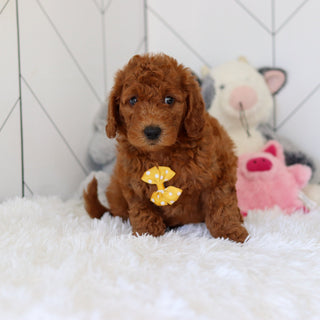 Lochlan - Available 7/2